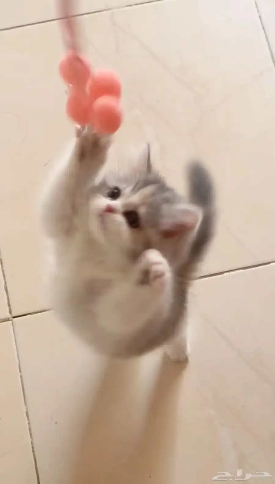 قطوه 1