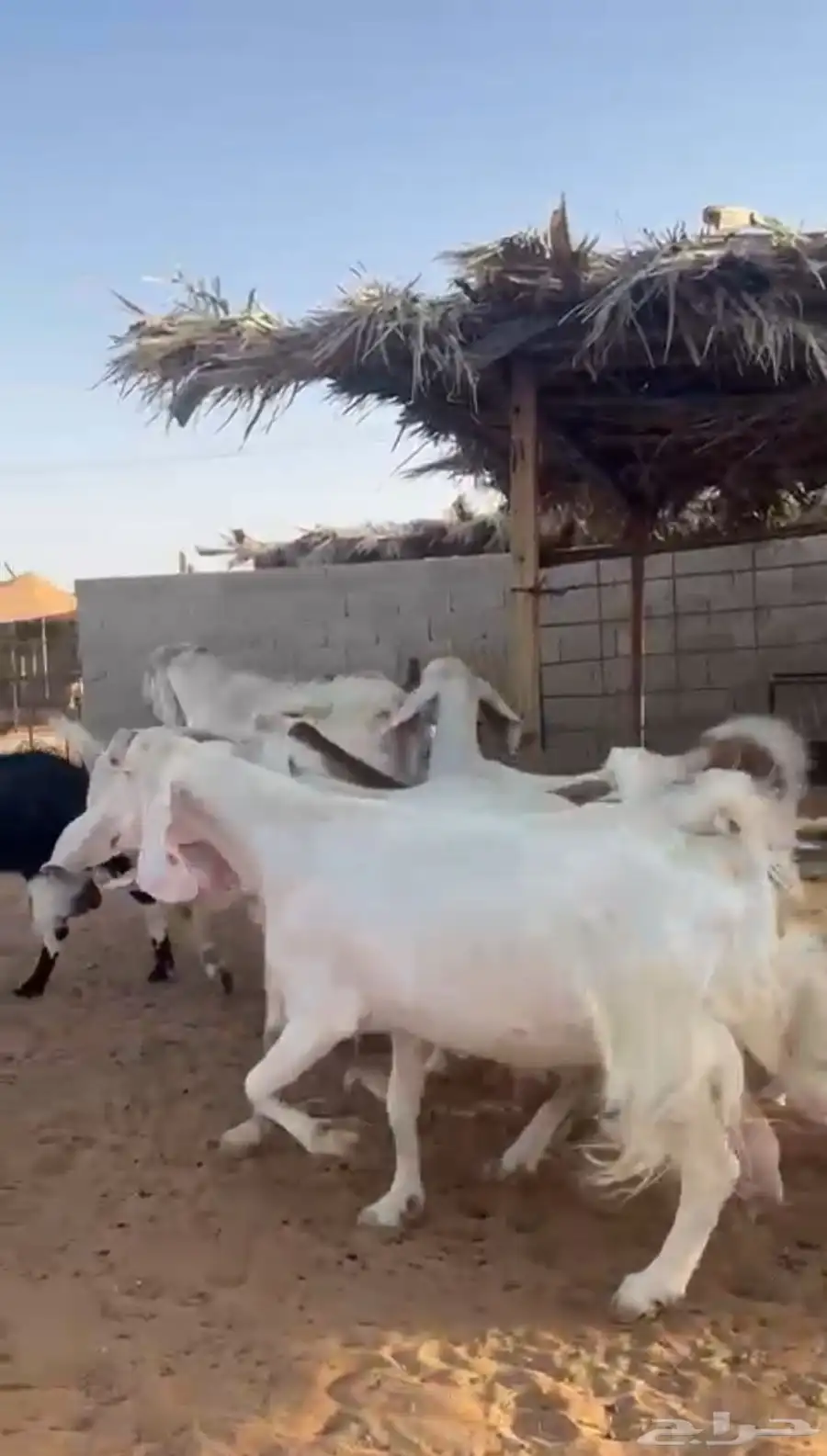 معزا مشاريك 1