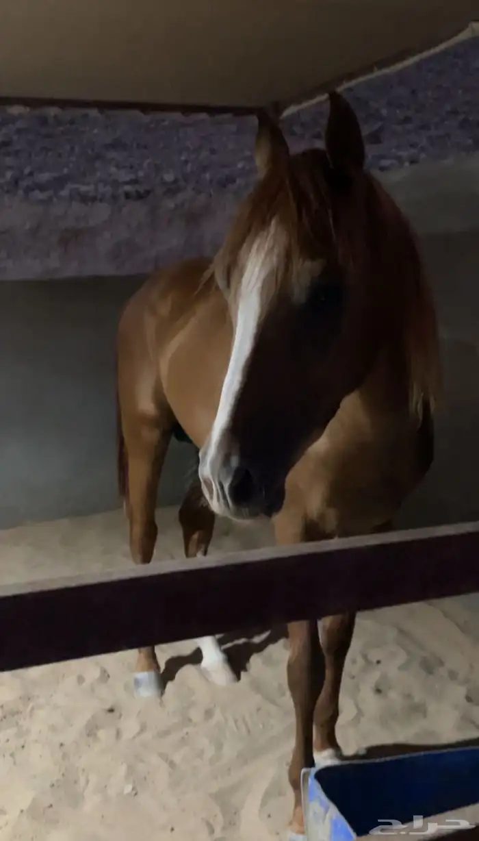 خيل شعبي للبيع 5