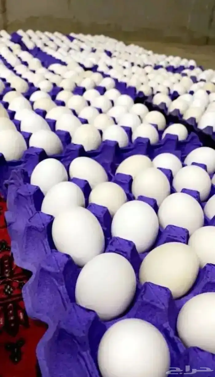 بيض فيومي مشكل مخصب 0