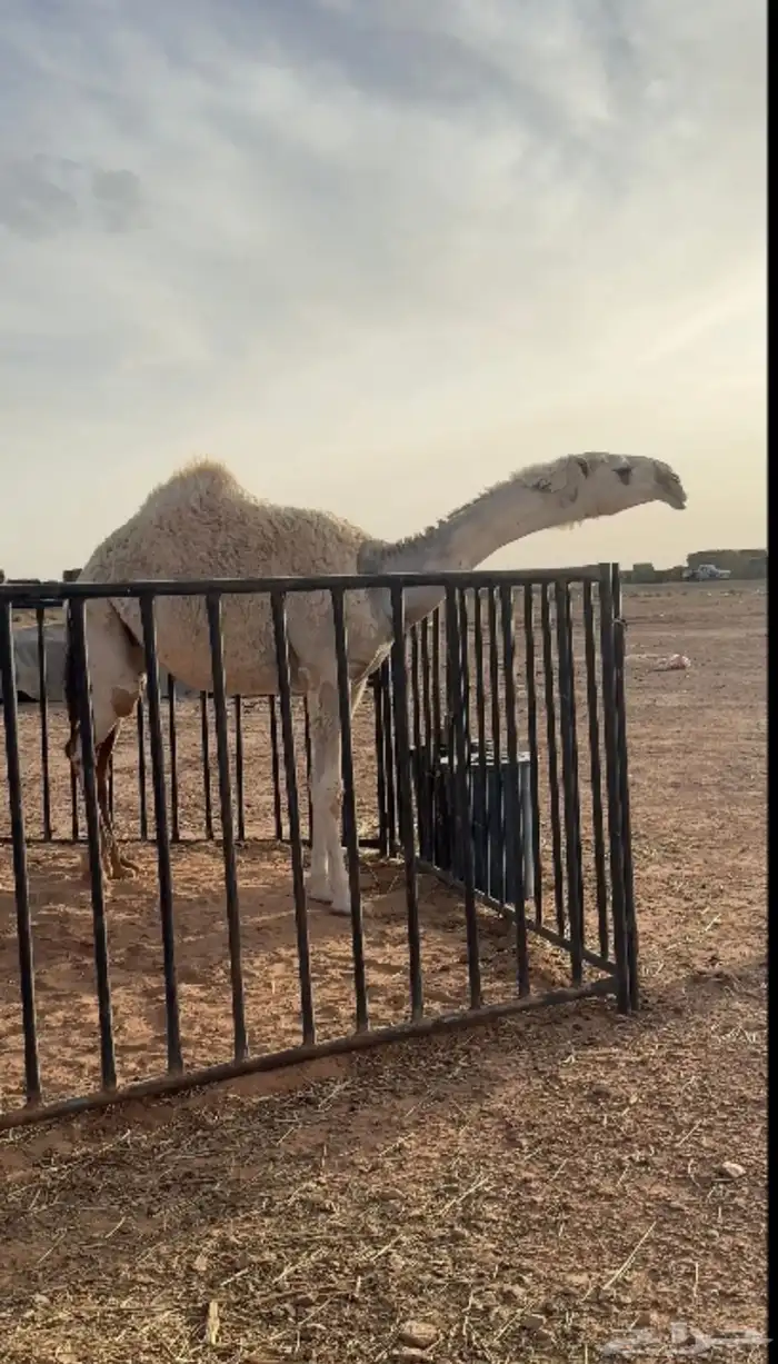 بكرة باتليه للبيع 0
