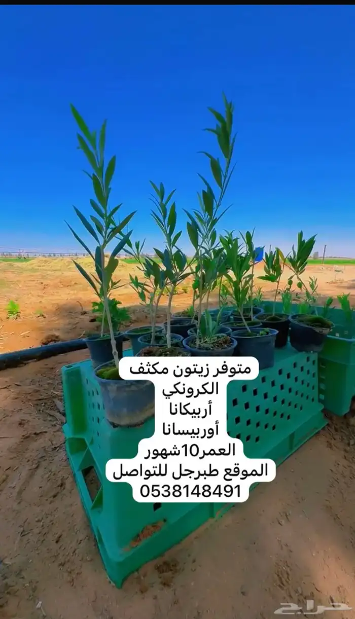 شتل زيتون شتلات 0