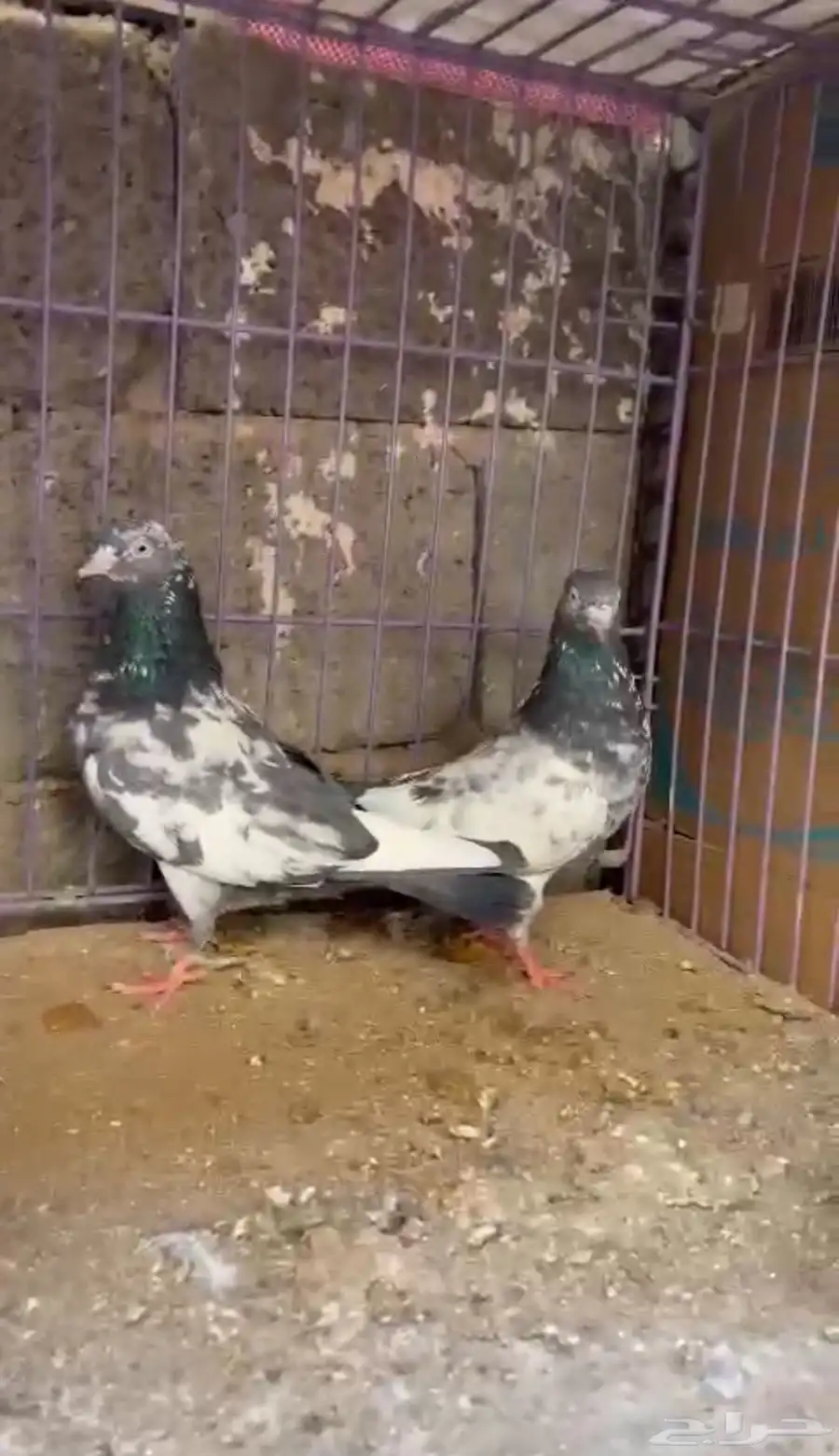 حمام باكستاني جوز رام زيرا نضيف خالي من جميع العذاريب 1