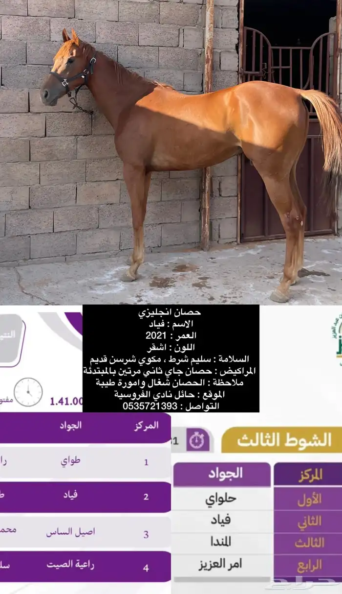 حصان سباقات 2