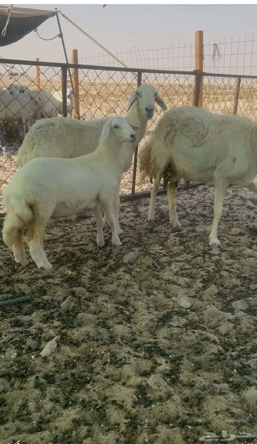 رخل حرية برية العمر شهرين ونص 0