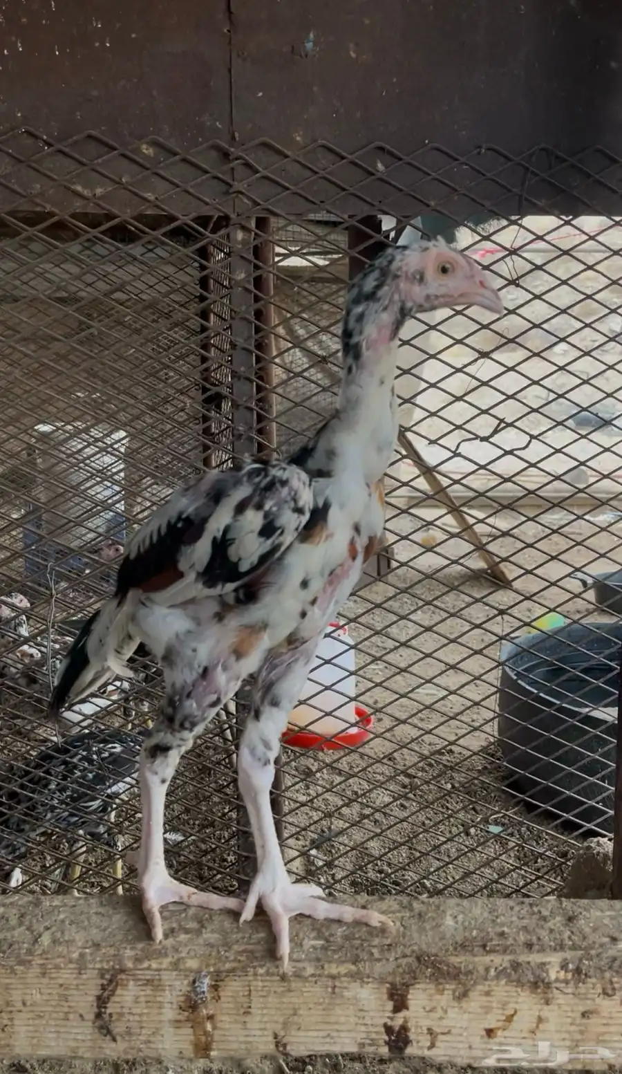 فروخ دجاج سندي 3