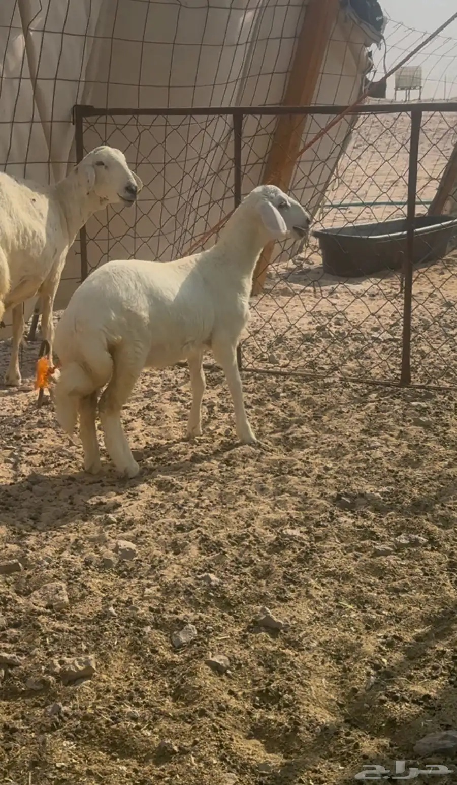 رخل حرية برية العمر شهرين ونص 1