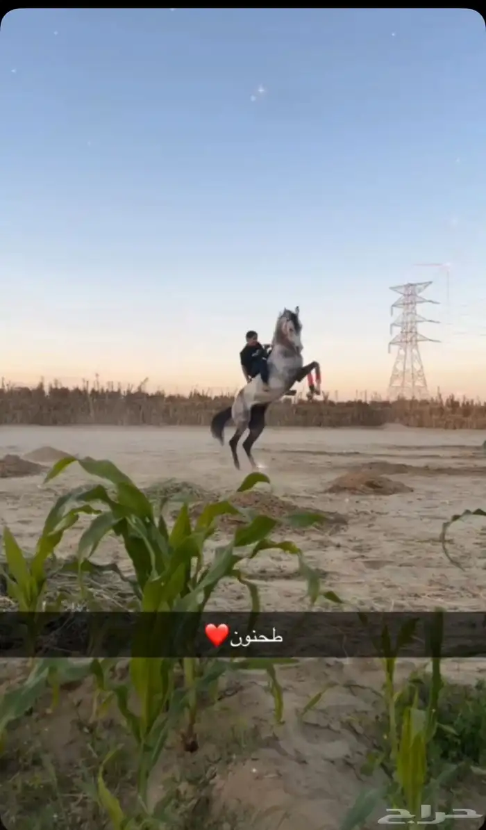 حصان واهو بطل 4
