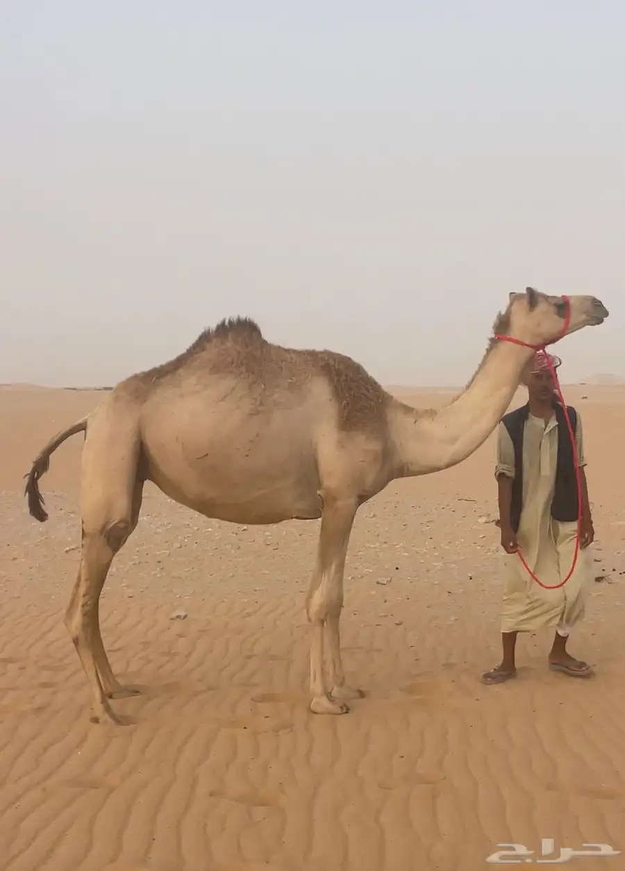 هجن متلي بكر على ذياب ولدها قريب 0