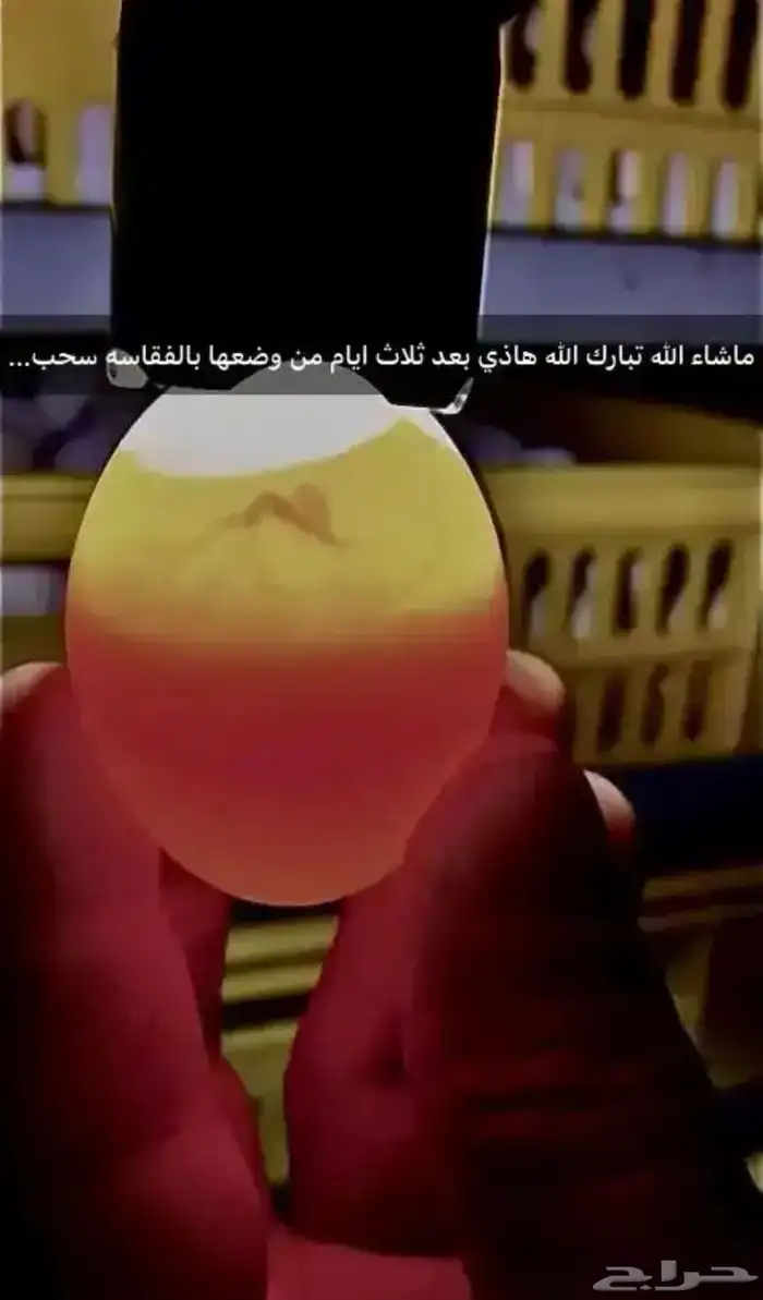 بيض فيومي مشكل مخصب 2