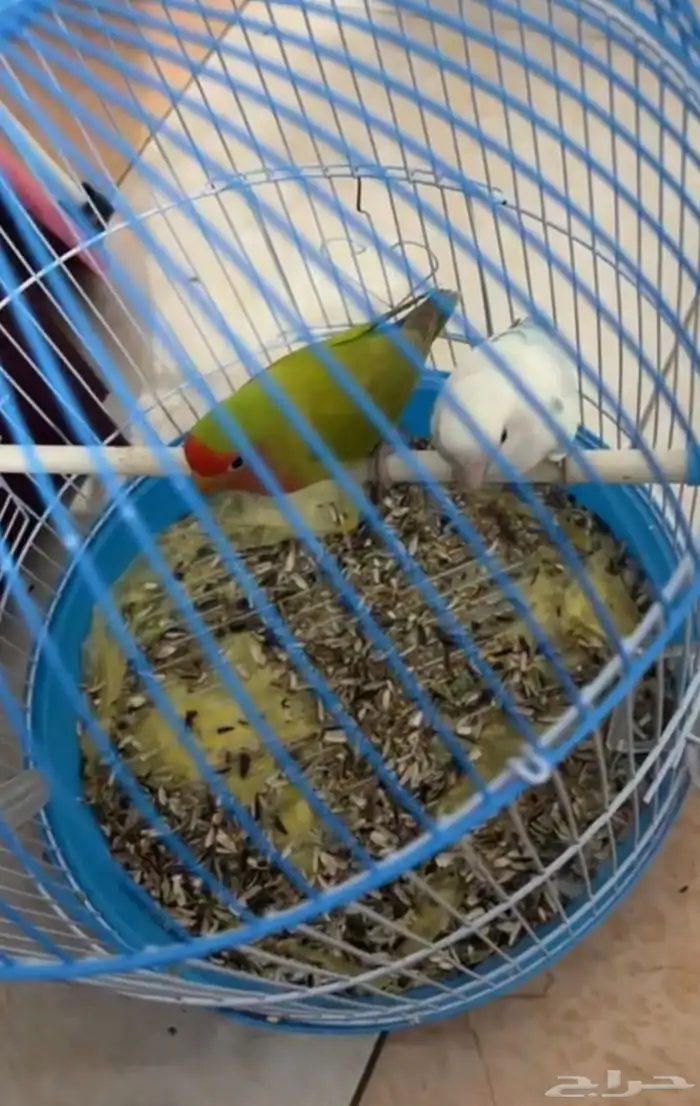 ببغاء روز انثى و ذكر 2