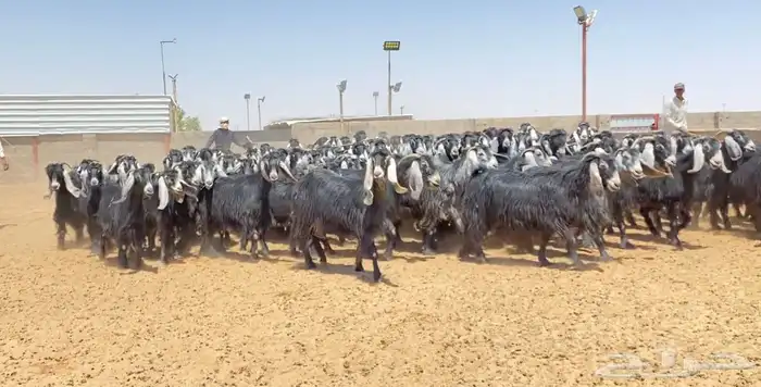 معزا عوارض صنف 160 راس ( تم البيع ) 57