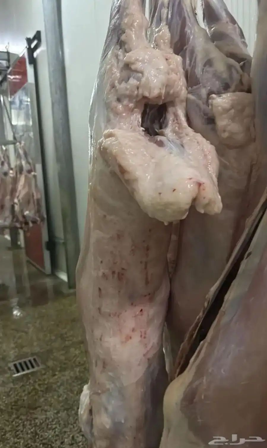 حروف نعيمي كشميري مبرد طازة 2