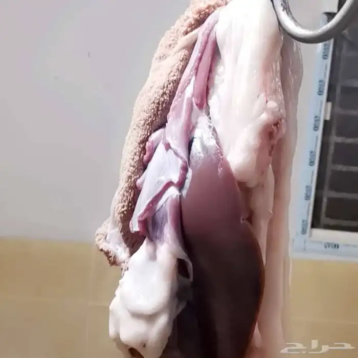 ذبايح جميع الاحجام 6