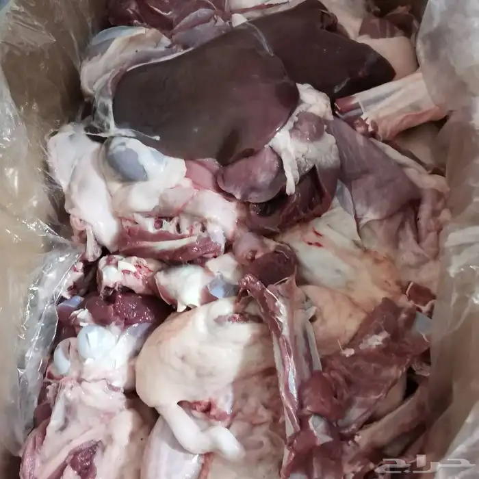 ذبايح جميع الاحجام 9