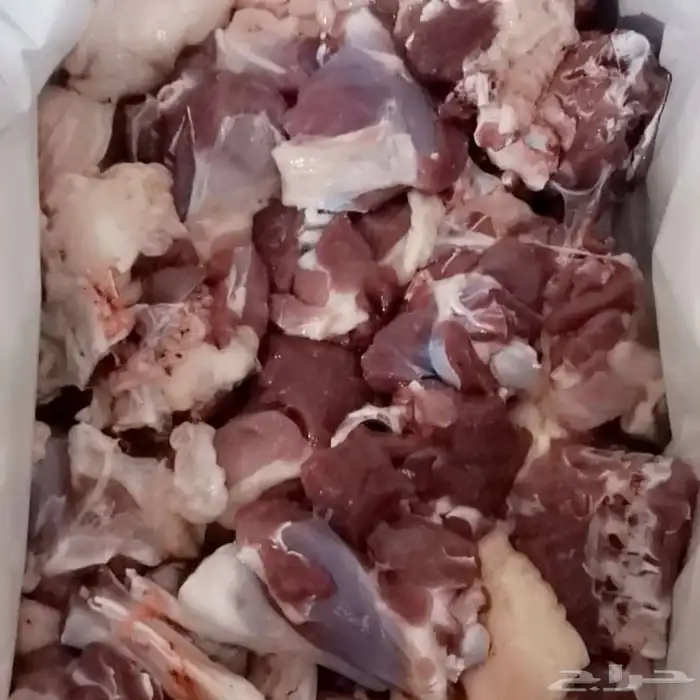 ذبايح جميع الاحجام 8