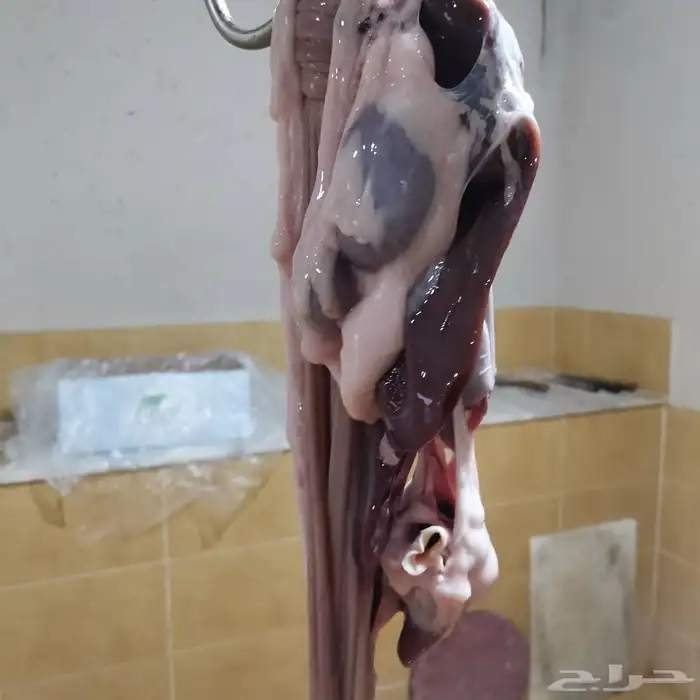 ذبايح جميع الاحجام 7