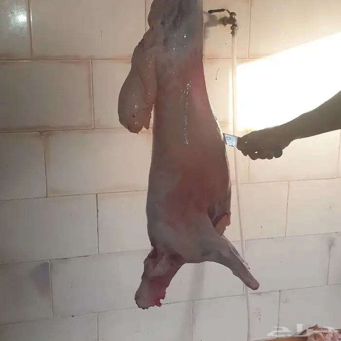 ذبايح جميع الاحجام 5
