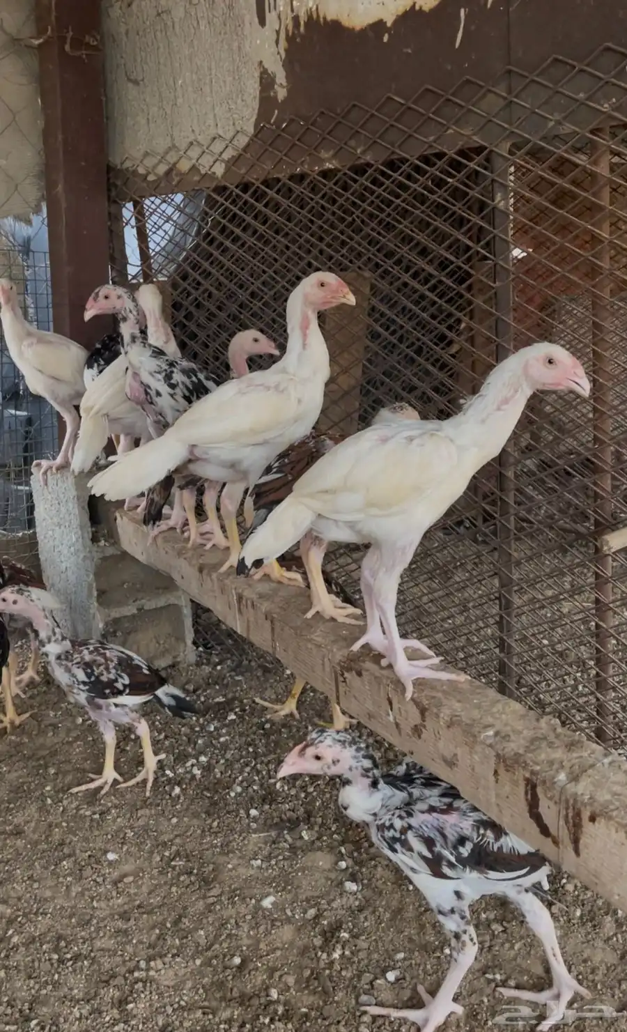 فروخ دجاج سندي 1