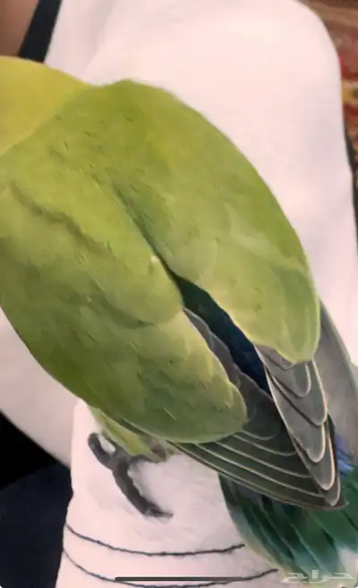 فرخ روز 2