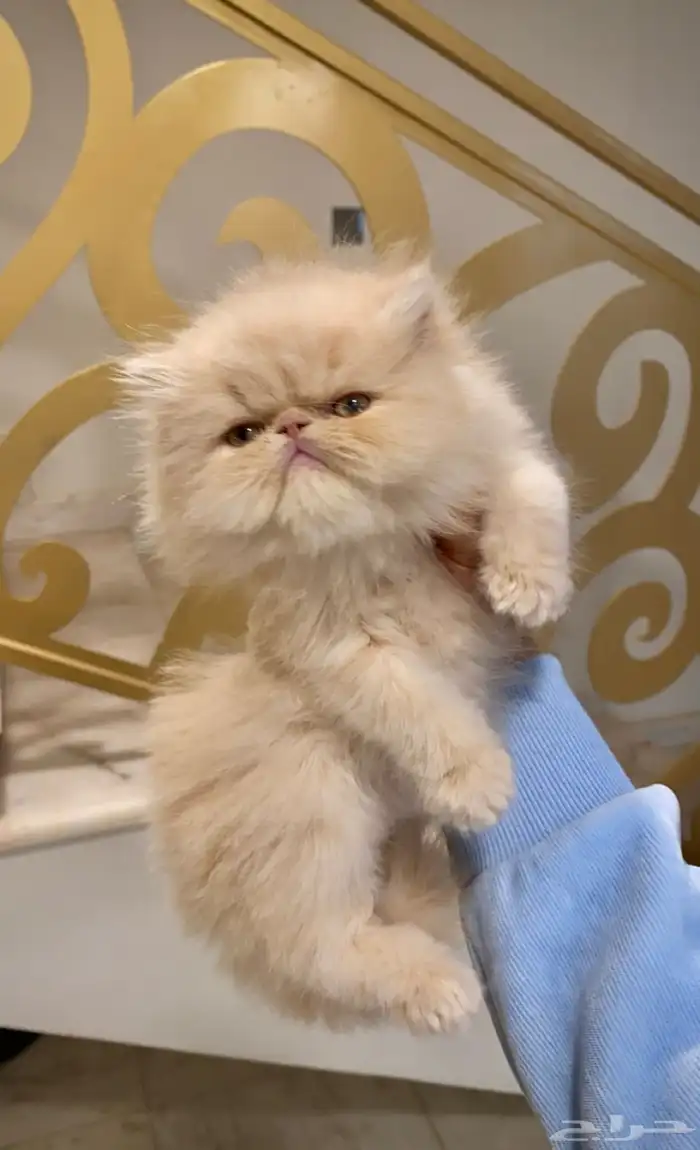 بيرشن هاف بيكي فيس سكوتش فولد ستريت شيرازي هملايا برتش انثى 0