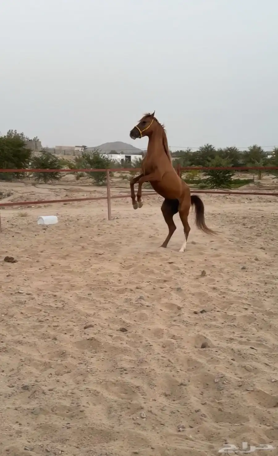 حصان شعبي للبيع 7