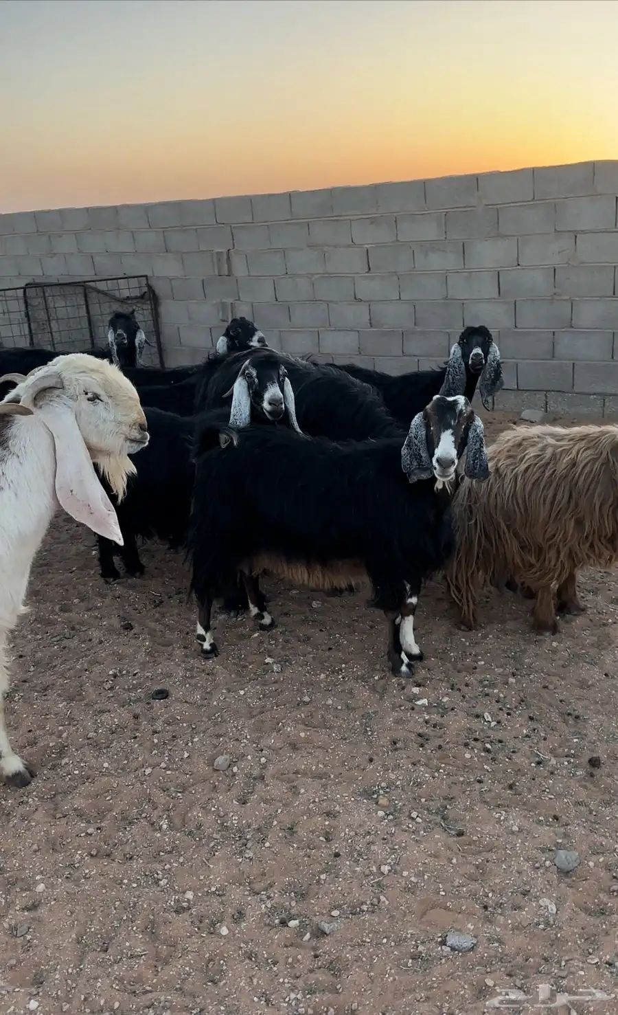 معزا مراح للبيع 9