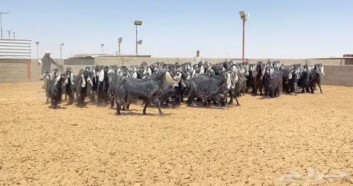 معزا عوارض صنف 160 راس ( تم البيع ) 17
