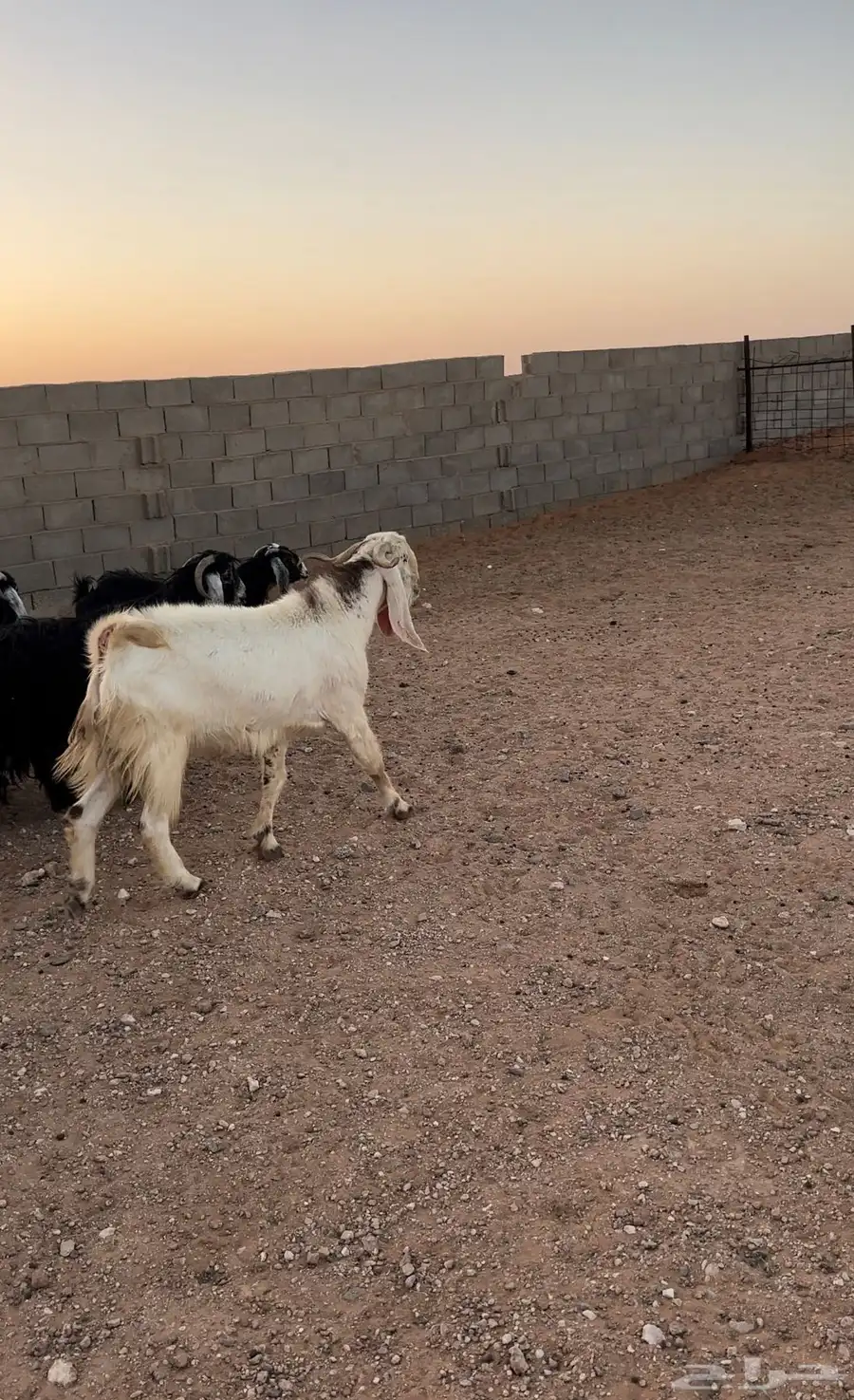 معزا مراح للبيع 7
