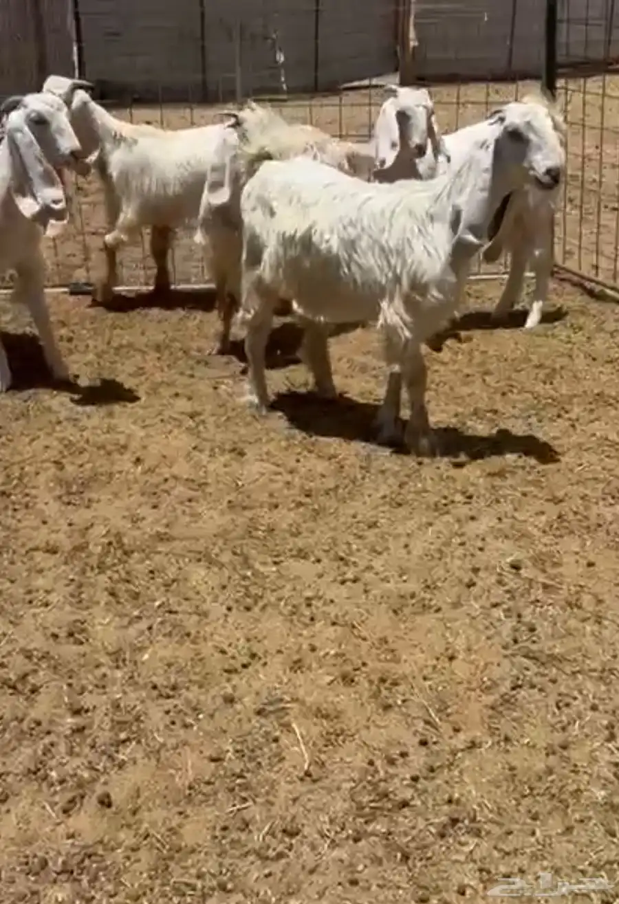 جفار عاورض بيض خصصم 0