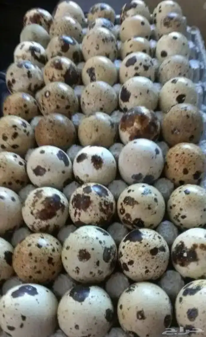 بيض سمان 0