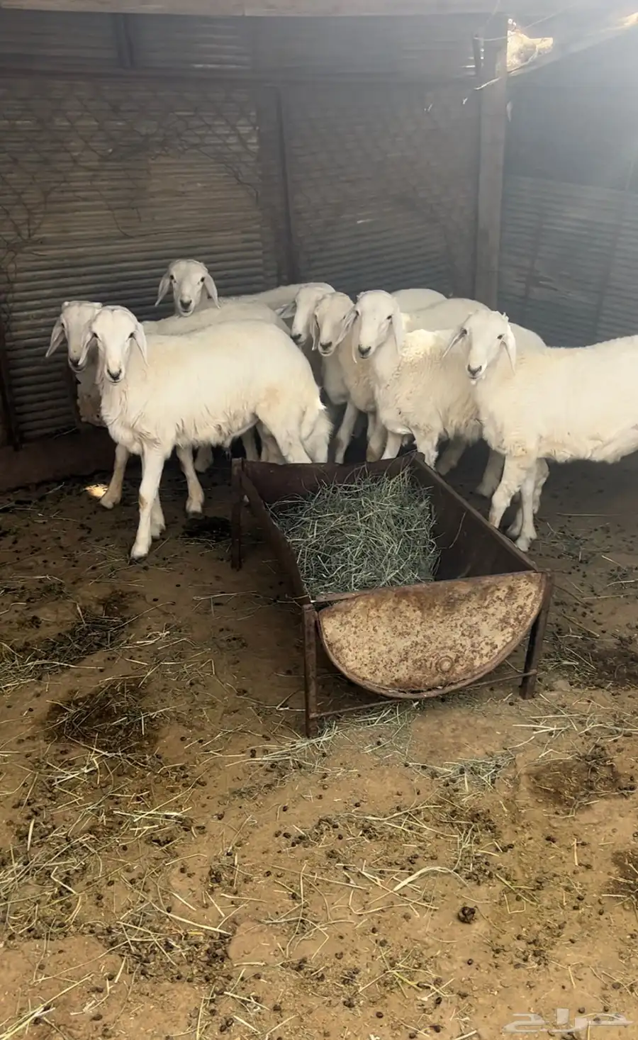 طليان 0