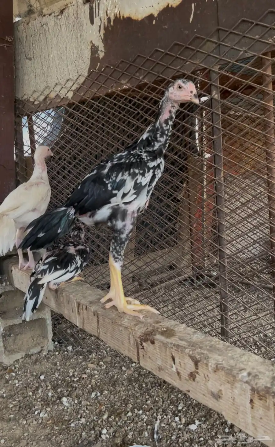 فروخ دجاج سندي 4