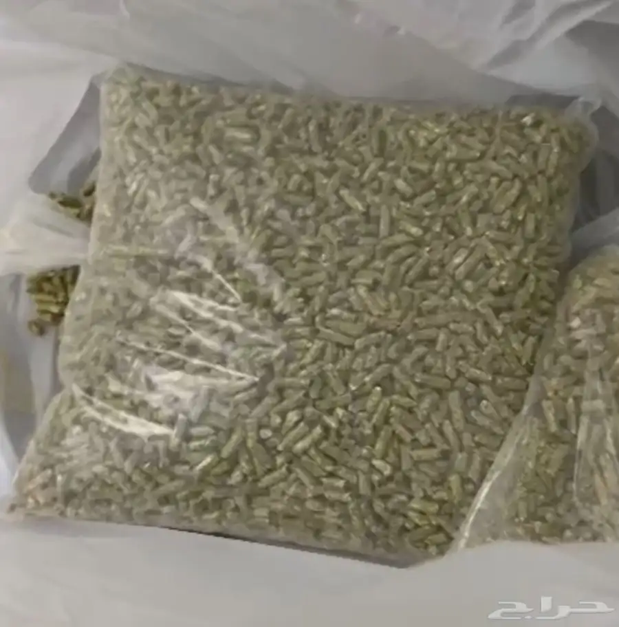 زوج همستر صغير اليف جدا  روسي 2