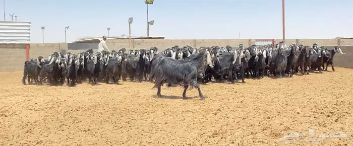 معزا عوارض صنف 160 راس ( تم البيع ) 13