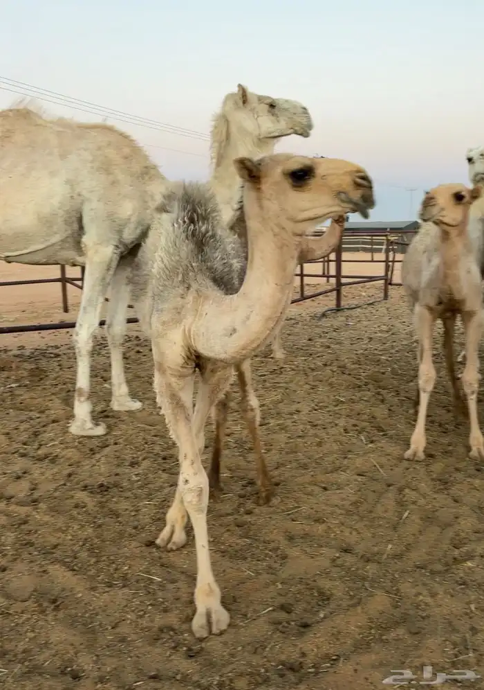 خلفه وضحاء طيبه 8