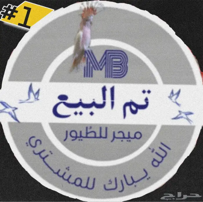 تم البيع تم البيع فرخ كوكاتو امبريلا حجم سوبر جامبو 0