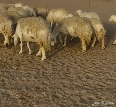 غنم مراح صنف الصنف فواخر. تم البيع 2