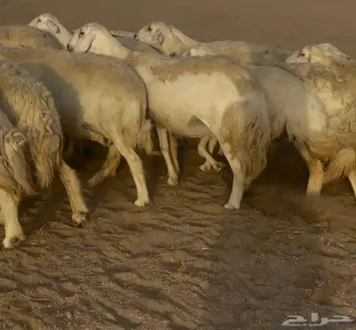 غنم مراح صنف الصنف فواخر. تم البيع 26