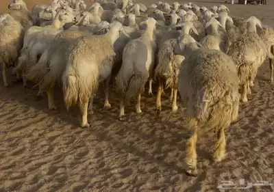 غنم مراح صنف الصنف فواخر. تم البيع 3