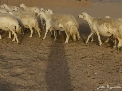 غنم مراح صنف الصنف فواخر. تم البيع 5