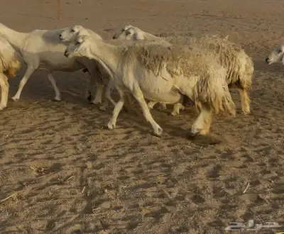 غنم مراح صنف الصنف فواخر. تم البيع 1