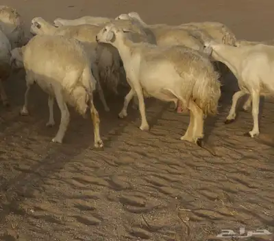 غنم مراح صنف الصنف فواخر. تم البيع 28