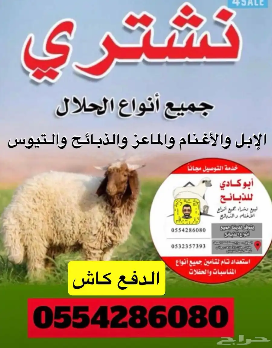 نشتري الإبل والغنم والماعز والتيوس والذبائح بأسعار طيبه 0