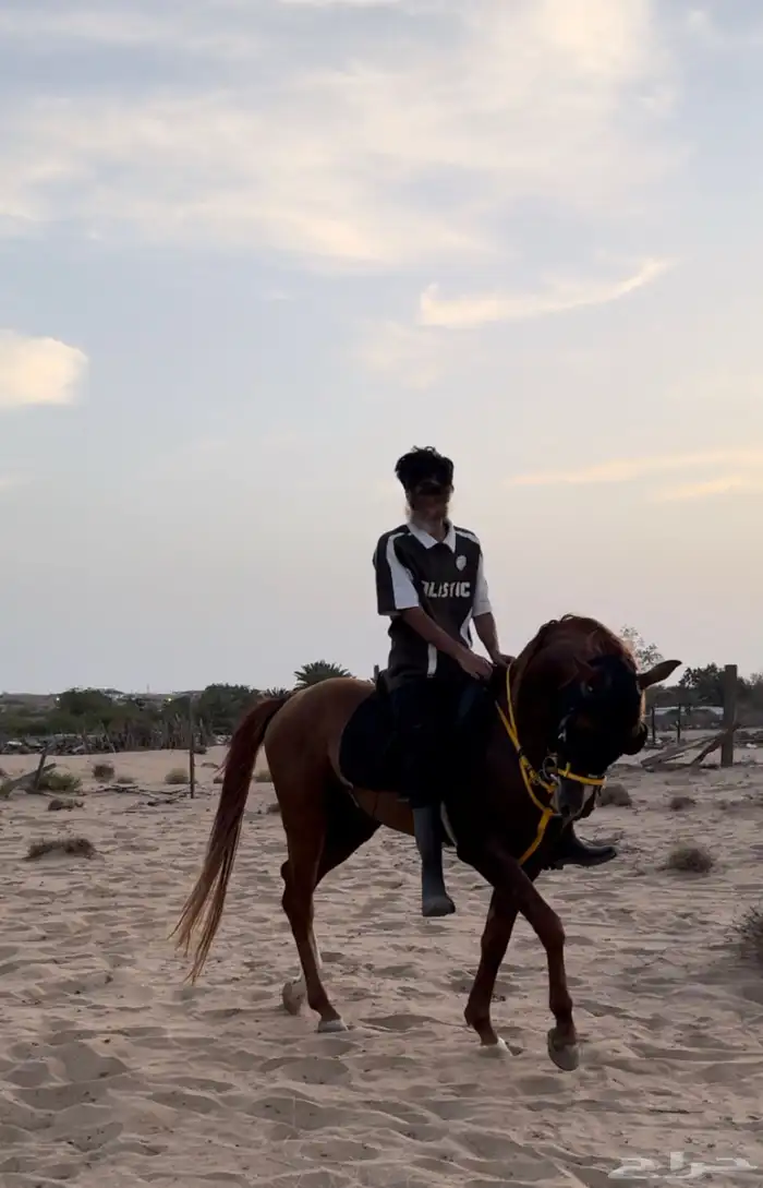حصان شعبي للبيع 5