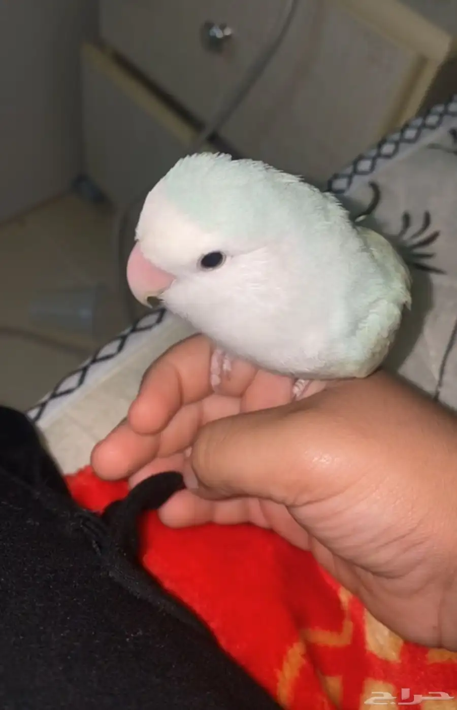 روز نضيف سليم للبيع 2