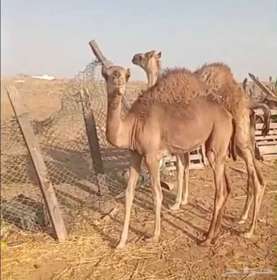 قعود وبكره للبيع 1
