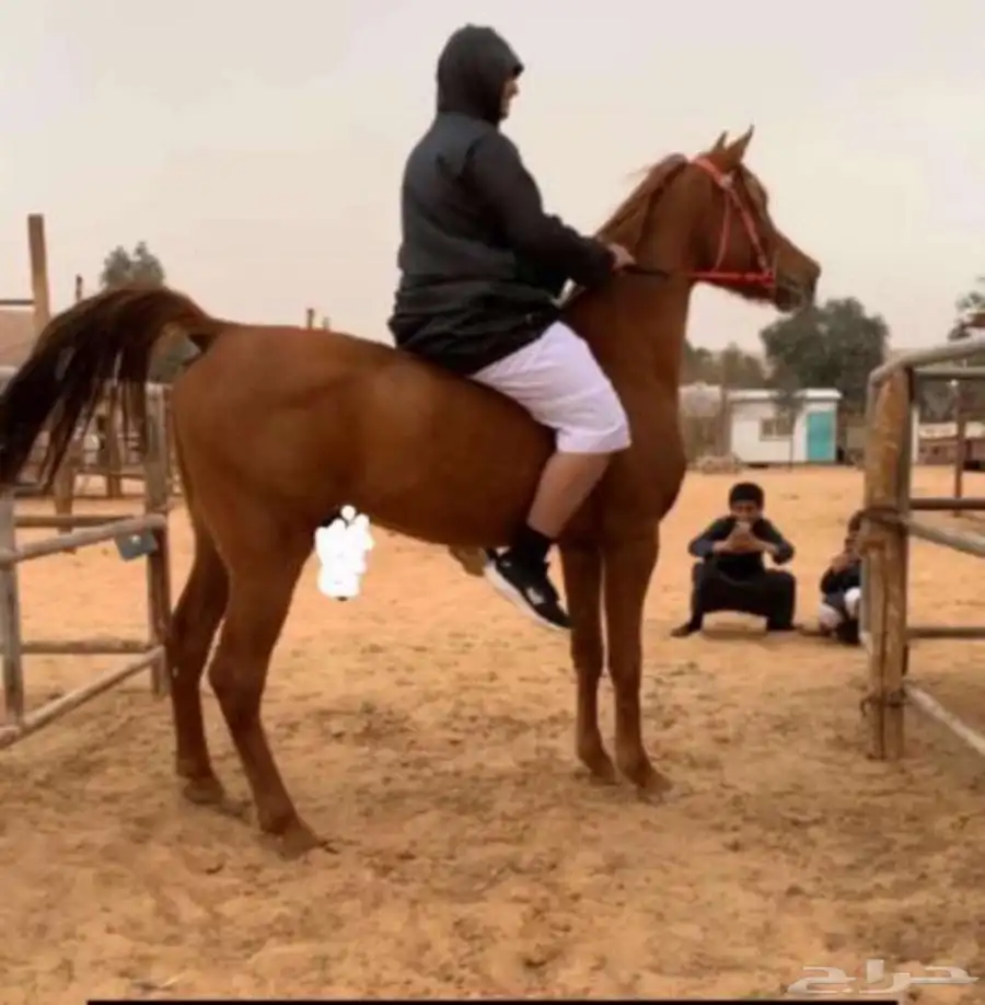 فرس واهو مصريه بيور شيخه البيع مستعجلل 5