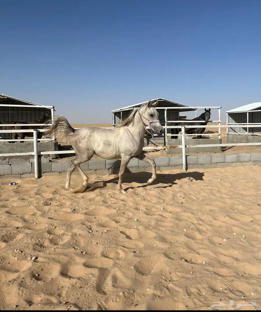 مهره شعبيه حفيدة يافع الخالد 0