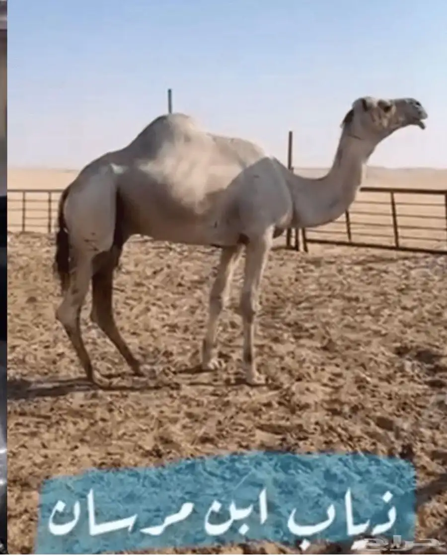 هجن متلي بكر على ذياب ولدها قريب 1